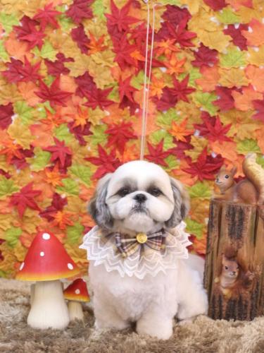 20241117みたらしちゃん